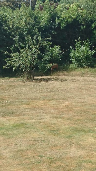 Naverlönn i en gräsmark med ett rådjur i bakgrunden.