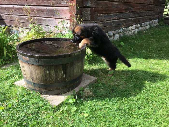 En valp av tibetansk mastiff dricker vatten från ett stort träkar utomhus.