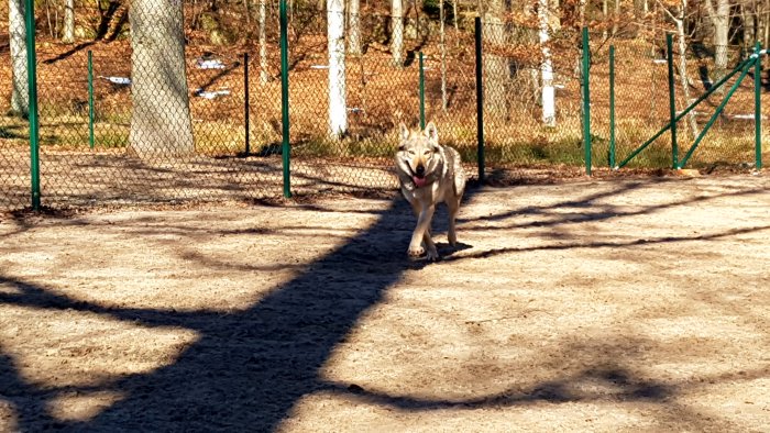 Hund springer glatt mot kameran i en hundgård med staket och träd i bakgrunden.