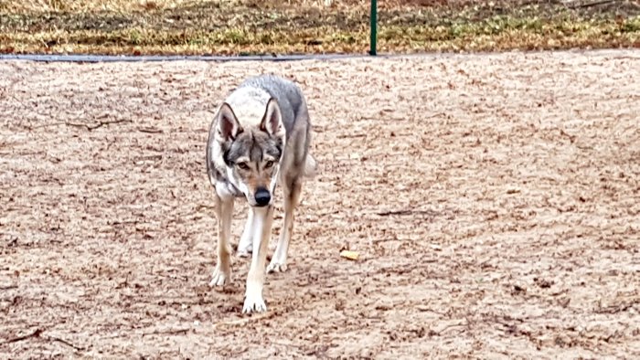 Hund av rasen Cana Varjo står i en hundgård med höstlöv på marken.