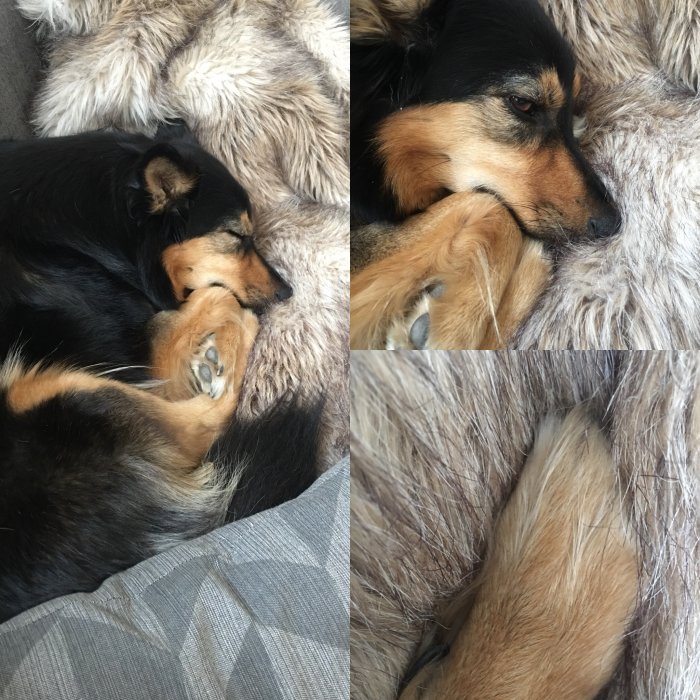 Fyrdelad bild av en sovande hund inbäddad i en fluffig pälsfäll, närbilder visar hundens avslappnade ansikte och tassar.