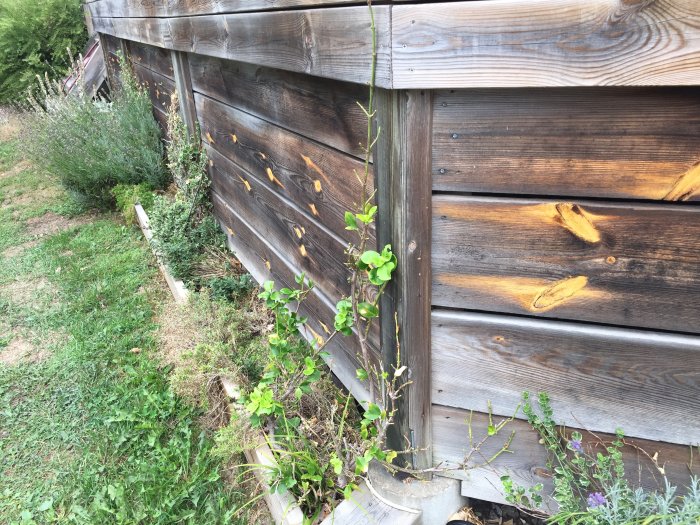 Väderbitna träbrädor på ett staket med en planta som växer intill, beläget ovanför en rabatt.