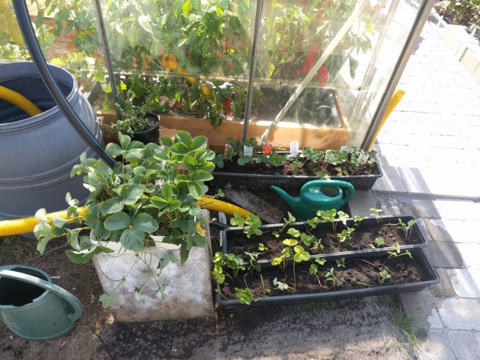 Jordgubbsplantor i pallkrage och plantlådor bredvid ett växthus med tomater och grönsaker.