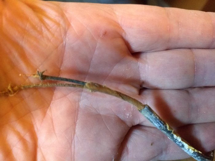 Hand håller en gammal, möjlig blymantlad telekabel fastsatt med en L-formad spik.