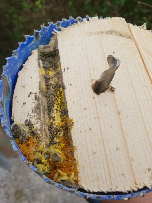 Genomskuren träbit med sågklinga, gult byggskum och larver i spalten upptäckta under renovering.