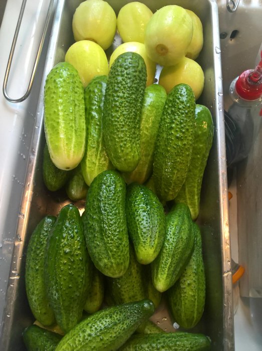 Färsk skörd av gurkor och gröna tomater i en rostfri ho.