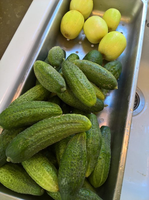 Färskt skördade gröna gurkor och gula äppelgurkor i en metall diskho.
