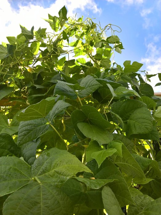 Höga gröna bönrankor mot blå himmel som illustrerar trädgårdsodlingens tillväxt.