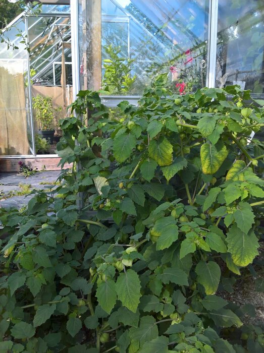 Lummig Physalisväxt med omogna bär framför ett växthus, återspeglar regnig väderpåverkan på odling.
