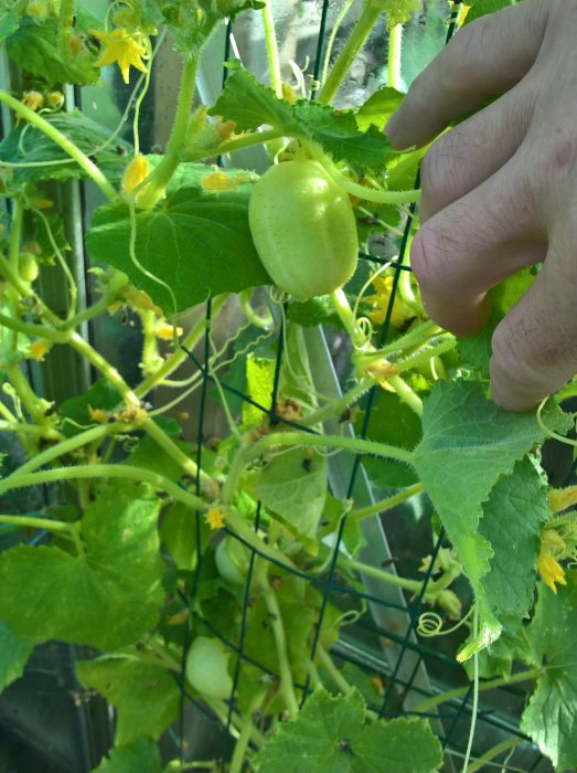 Hand som håller en omogen squash på en växt i ett nätstaket med fler squashar och blommor i bakgrunden.