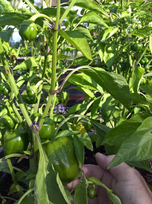 En hand som håller i en grön paprika på plantan, omgiven av paprikafrukter och blad med synliga regndroppar.
