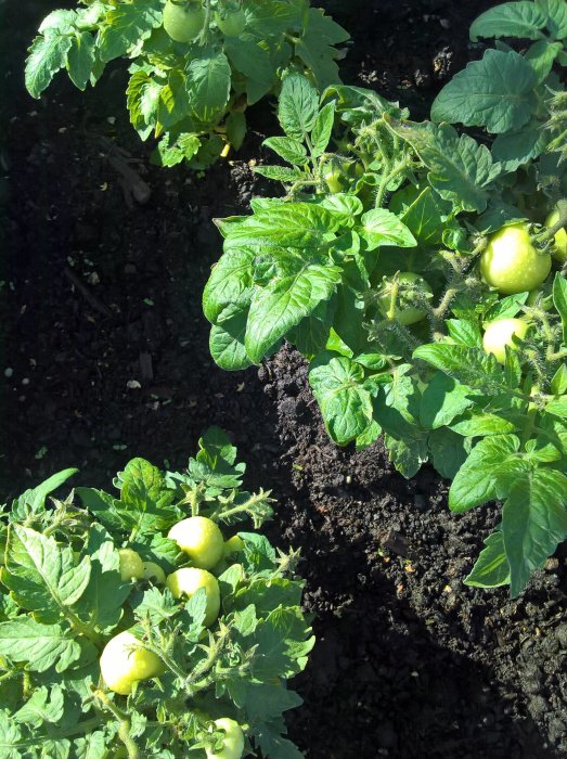 Unge tomater på plantor i trädgården, tecken på en framgångsrik växtsäsong.
