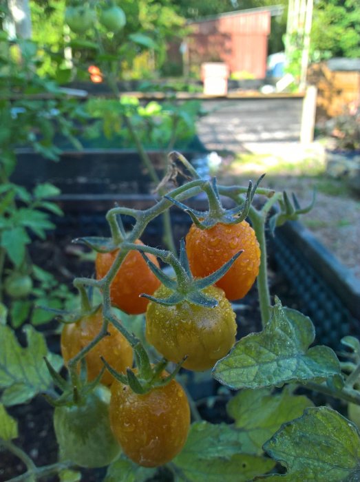 Droppar av regnvatten på mogen orange frilandstomater med suddig bakgrund av trädgården.