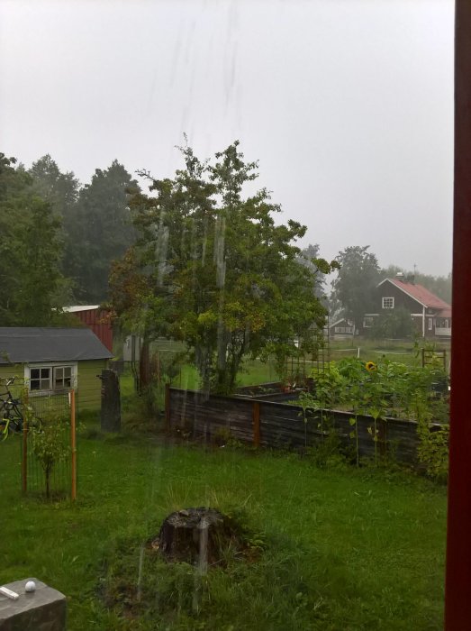 Trädgård under rikligt regnväder med växande grönsaker och höga störbönor, sedd från skydd.