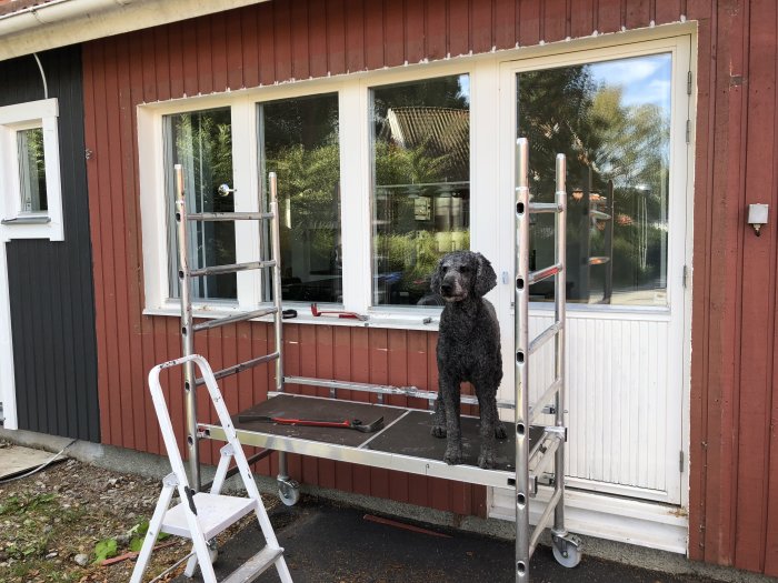 Hund står framför hus med röda väggar och vita fönster, bredvid en stege och byggmaterial.