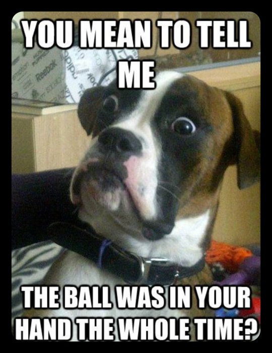 Förvånad hund som tittar mot kameran med texten "YOU MEAN TO TELL ME THE BALL WAS IN YOUR HAND THE WHOLE TIME?