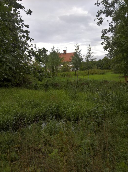 Övervuxen bäck med sly och gräs framför ett hus i behov av röjning för plats åt fruktträd.