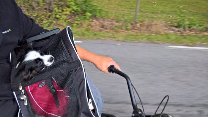 En hund i en cykelkorg tittar ut medan en person cyklar på en väg.