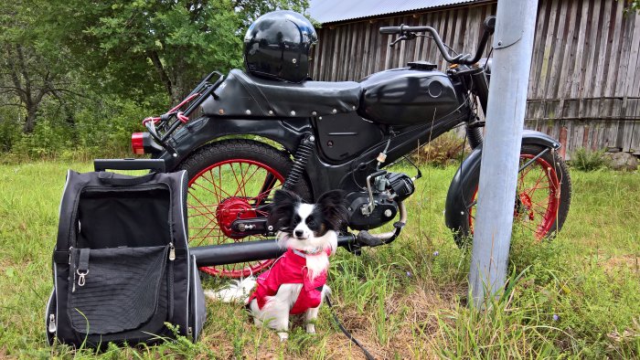 Hund i rött koppel sittandes bredvid en svart motorcykel och en hjälm på landsbygd.