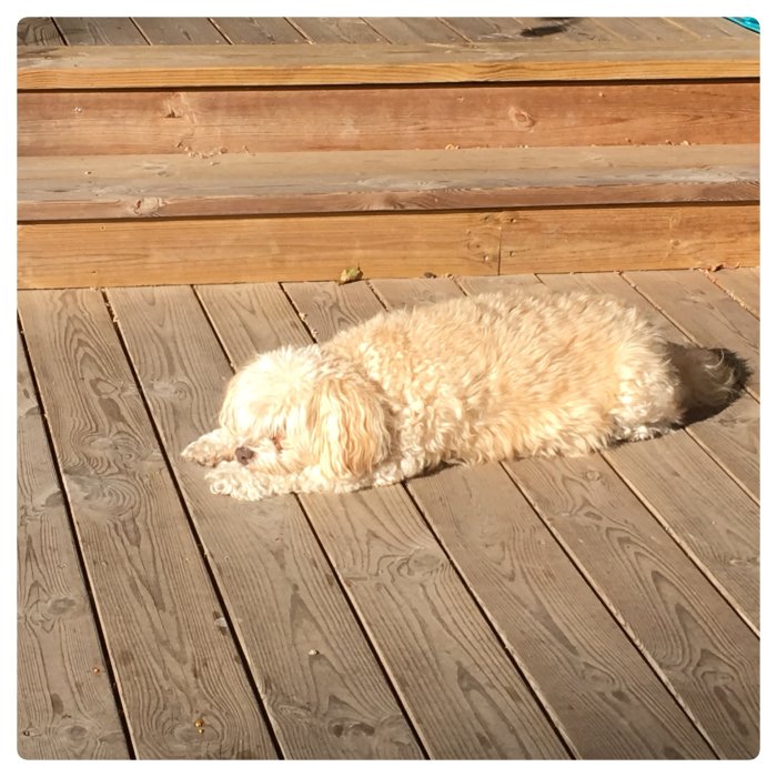 En förtjusande ljusbrun hund ligger och solar på en trätrall.