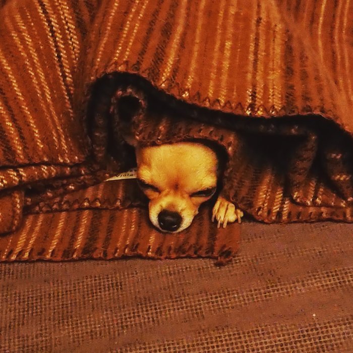 Chihuahua hunden "Åtta" ligger bekvämt under ett täcke på en soffa.