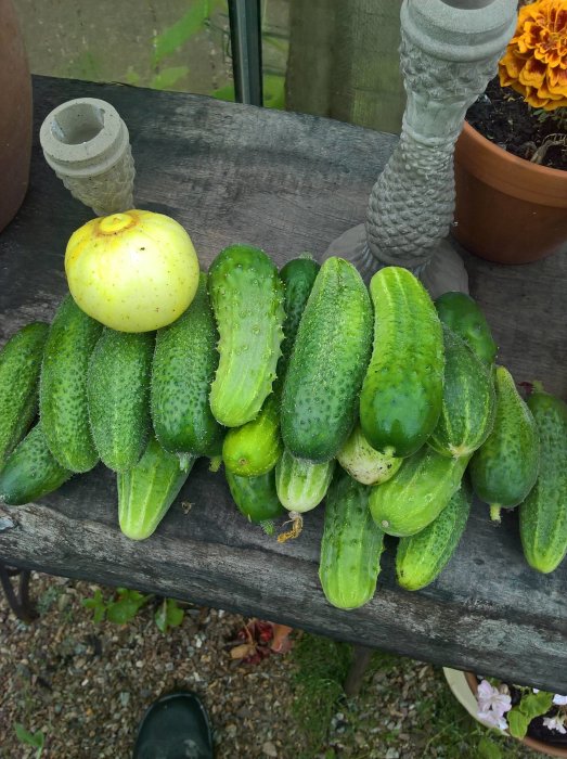 Färsk skörd av gröna gurkor och en gul squash på ett träbord utomhus.