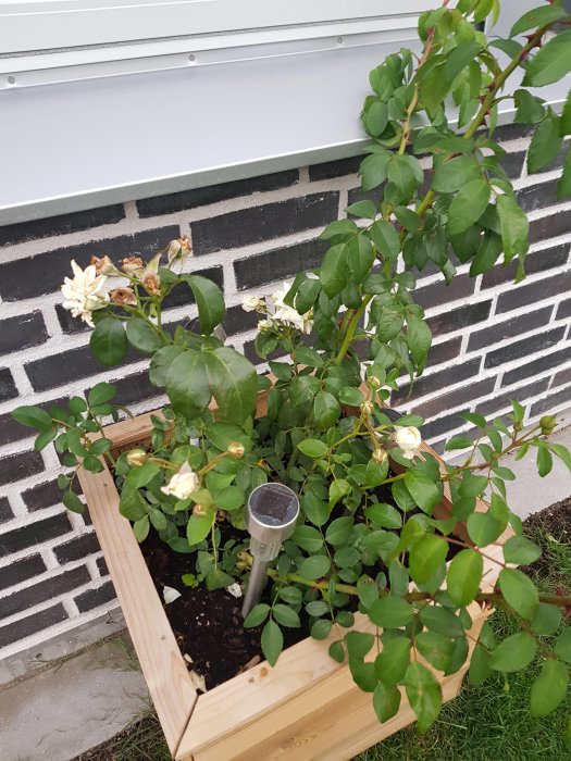 Växande rosor i blomlåda med både blommande och överblommade rosor mot tegelvägg.