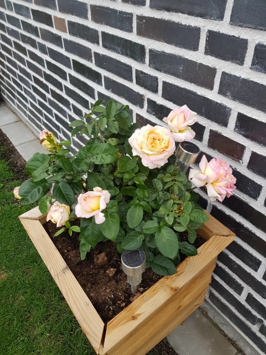 Rosa blommande rosor i en träplanteringslåda mot en tegelvägg.