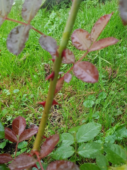 Närbild av en växtstam med röda taggar och omgivande gröna och röda blad mot gräs.