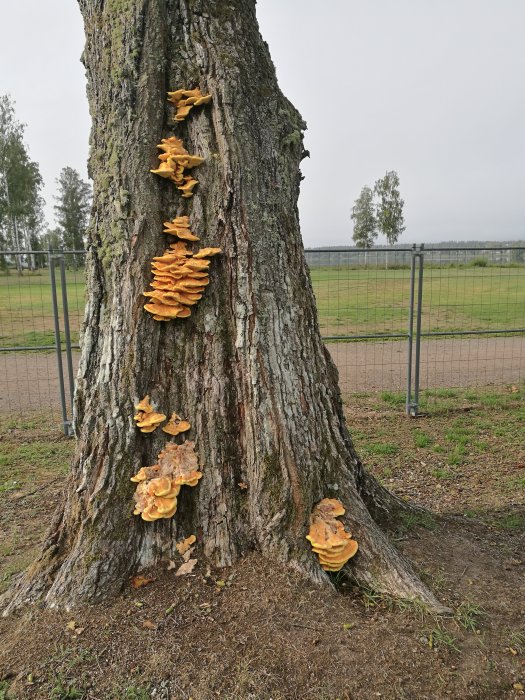 Svampar växande på stammen av ett träd vid en park.