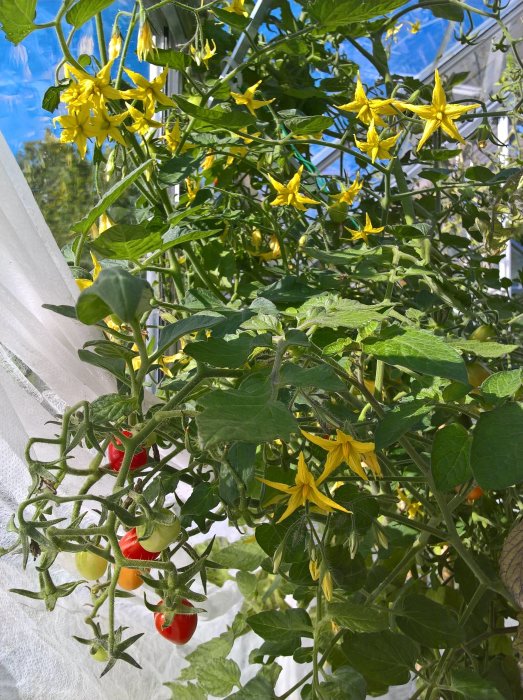 Tomatplantor med nya blommor och mogen frukt i ett växthus på en solig morgon.