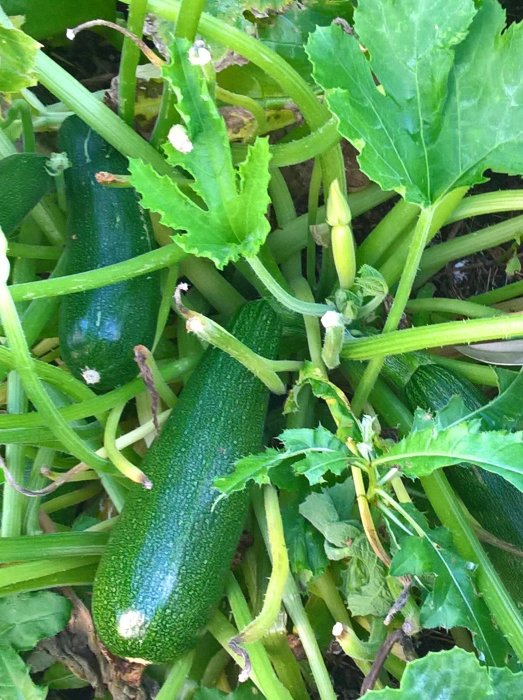Mogna squash i en grönsaksodling med frodigt gröna blad och nybildade blommor.