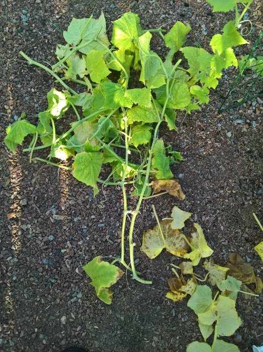 Trädgårdsland med beskuret gurkplant och squash i växande tillstånd på grusig mark.