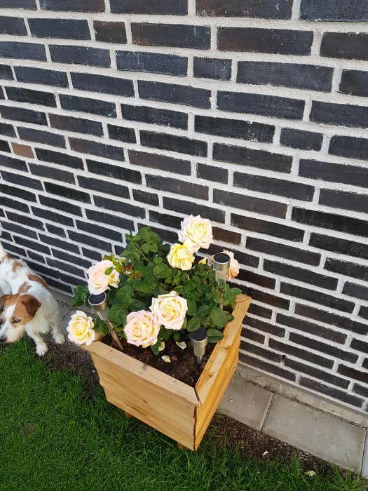 Träblomlåda med gula rosor framför mörkt tegelhus, hund skymtar till vänster.