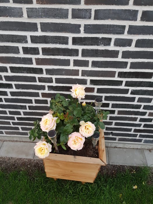 Blommande rosor i träplanteringslåda framför svartvit tegelvägg.