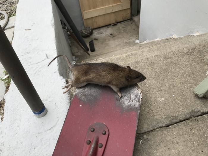 Död råtta ligger på betongtrappa vid entré, efter att ha blivit fångad.