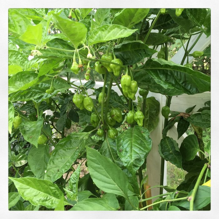 Olika sorter av omogna chilifrukter växer på en gren i ett växthus.