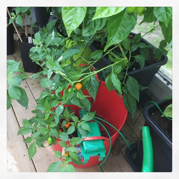 Chiliväxter i krukor med mogen och omogen frukt av olika sorter, inne i ett växthus.