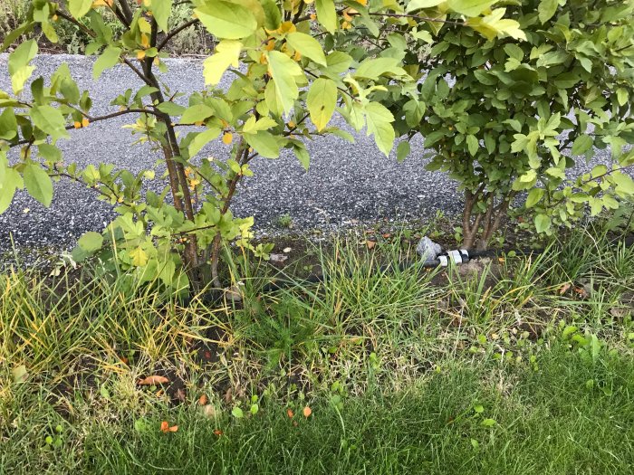 Häckplantering med gräs som växer under och runtomkring buskarna.
