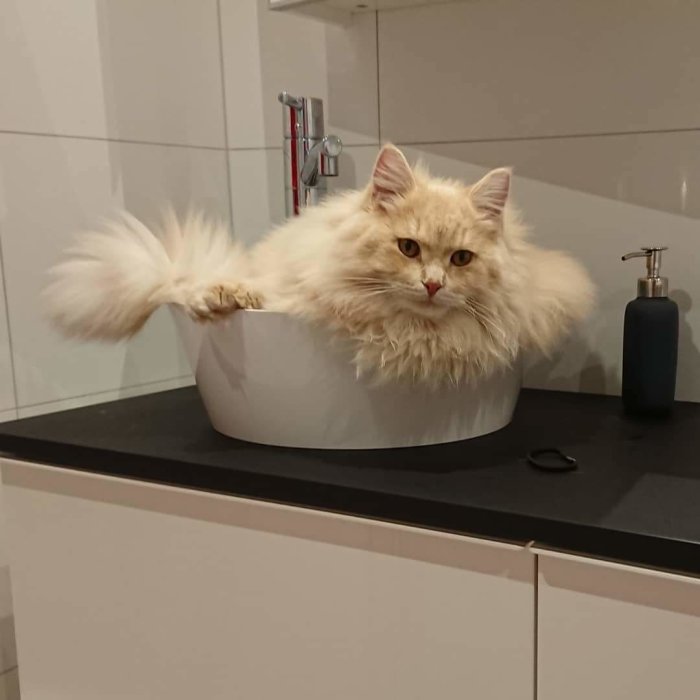 Fluffig vit katt som ligger i ett handfat och ser ut som en chipsskål.