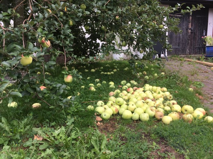 Äppelträd fullt med frukt och en hög mognade äpplen på marken redo för saftning.