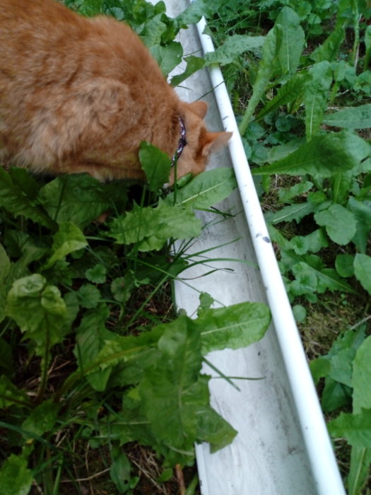 Rödbrun katt undersöker en vit vattenränna bland gröna växter.