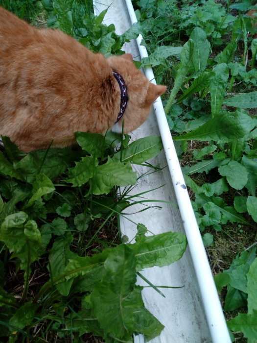 Rödbrun katt som dricker vatten från en vit ränna omgiven av grönska.