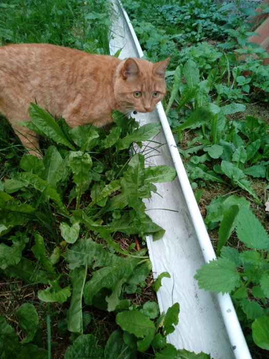 Rödbrun katt undersöker en vit ränna med vatten i en trädgård.