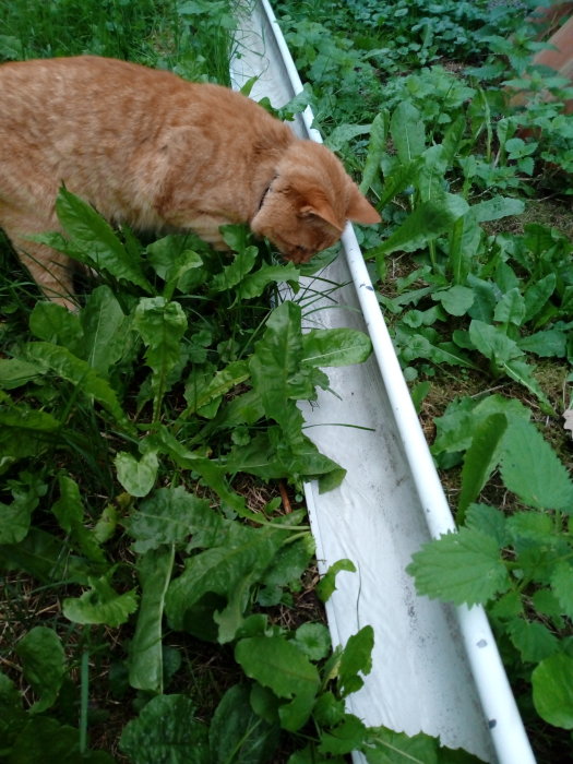 En rödaktig katt undersöker en vit ränna med rinnande vatten bland gröna växter.