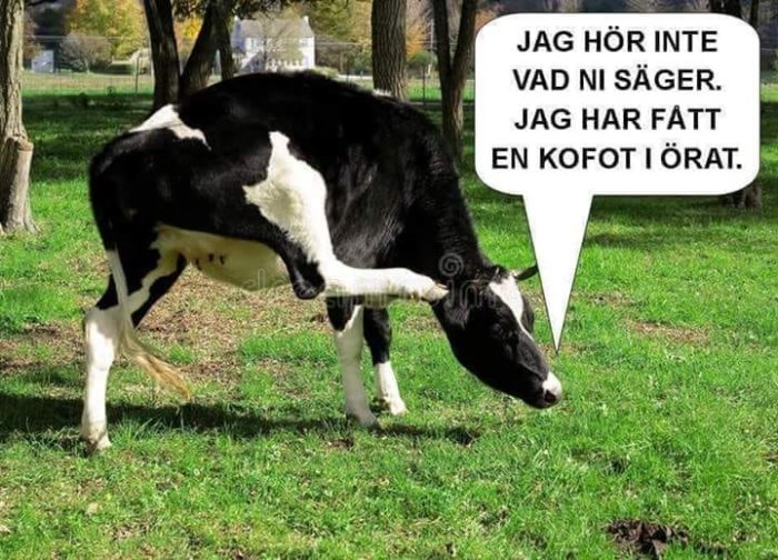 Svartvit ko i en grön park med en pratbubbla som säger "Jag hör inte vad ni säger. Jag har fått en kofot i örat.