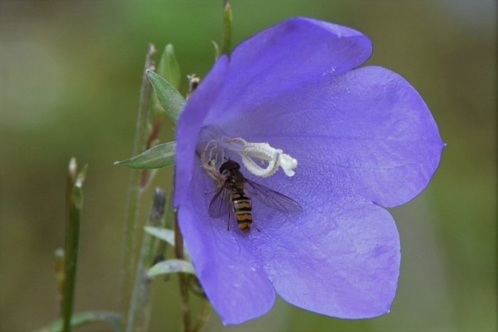 En svävfluga på en lila blomma med små gröna blad i bakgrunden.