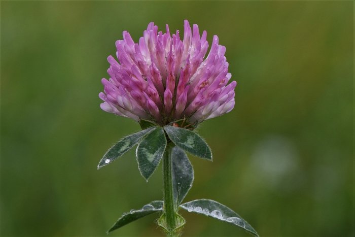 Närbild på en rosa klöverblomma med vattendroppar på blad och kronblad.