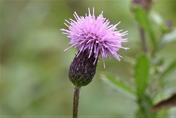 En tistel med lila blommor mot en oskarp grönskabakgrund.