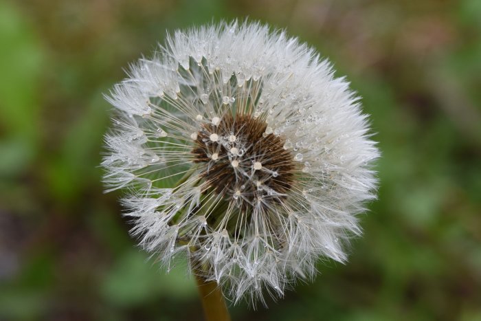 Närbild på en maskrosboll med daggdroppar.